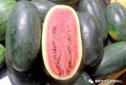 网红黑料爆料网 吃瓜网每日大赛,吃瓜网每日大赛独家爆料